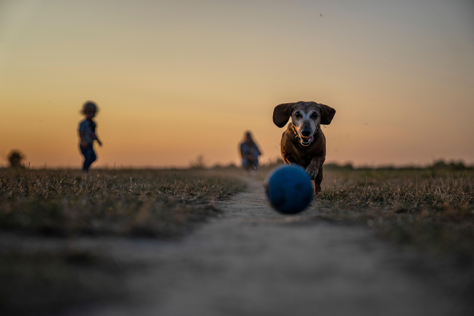 7339a439-0ae8-4afd-acdb-690c353165d5-Espacio canino.jpg